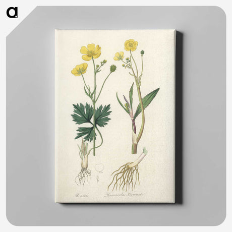 1-34_Medical-Botany_canvas