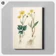 アートパネル-Lesser Spearwort Illustration
 - 薬用植物学 Canvas.