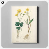 アートパネル-Lesser Spearwort Illustration
 - 薬用植物学 Canvas.