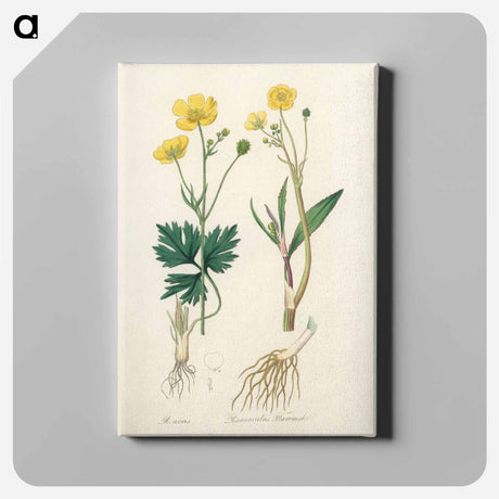 アートパネル-Lesser Spearwort Illustration
 - 薬用植物学 Canvas.