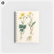 アートメモ帳-Lesser Spearwort Illustration
 - 薬用植物学 Memo.