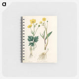 アートメモ帳-Lesser Spearwort Illustration
 - 薬用植物学 Memo.