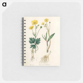 アートメモ帳-Lesser Spearwort Illustration
 - 薬用植物学 Memo.