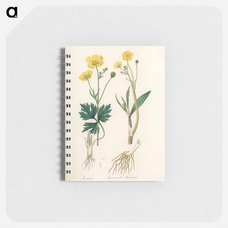 アートメモ帳-Lesser Spearwort Illustration
 - 薬用植物学 Memo.
