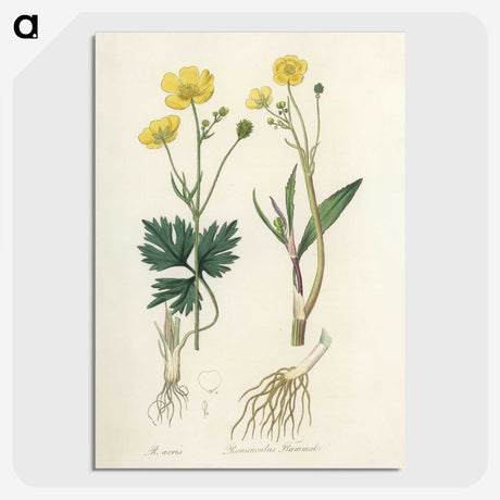1-34_Medical-Botany_picture-crop