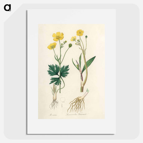 アートポスター-Lesser Spearwort Illustration
 - 薬用植物学 Poster.