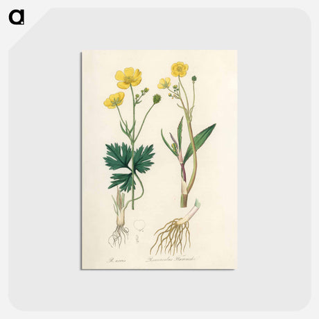 アートポストカード-Lesser Spearwort Illustration
 - 薬用植物学 Postcard.