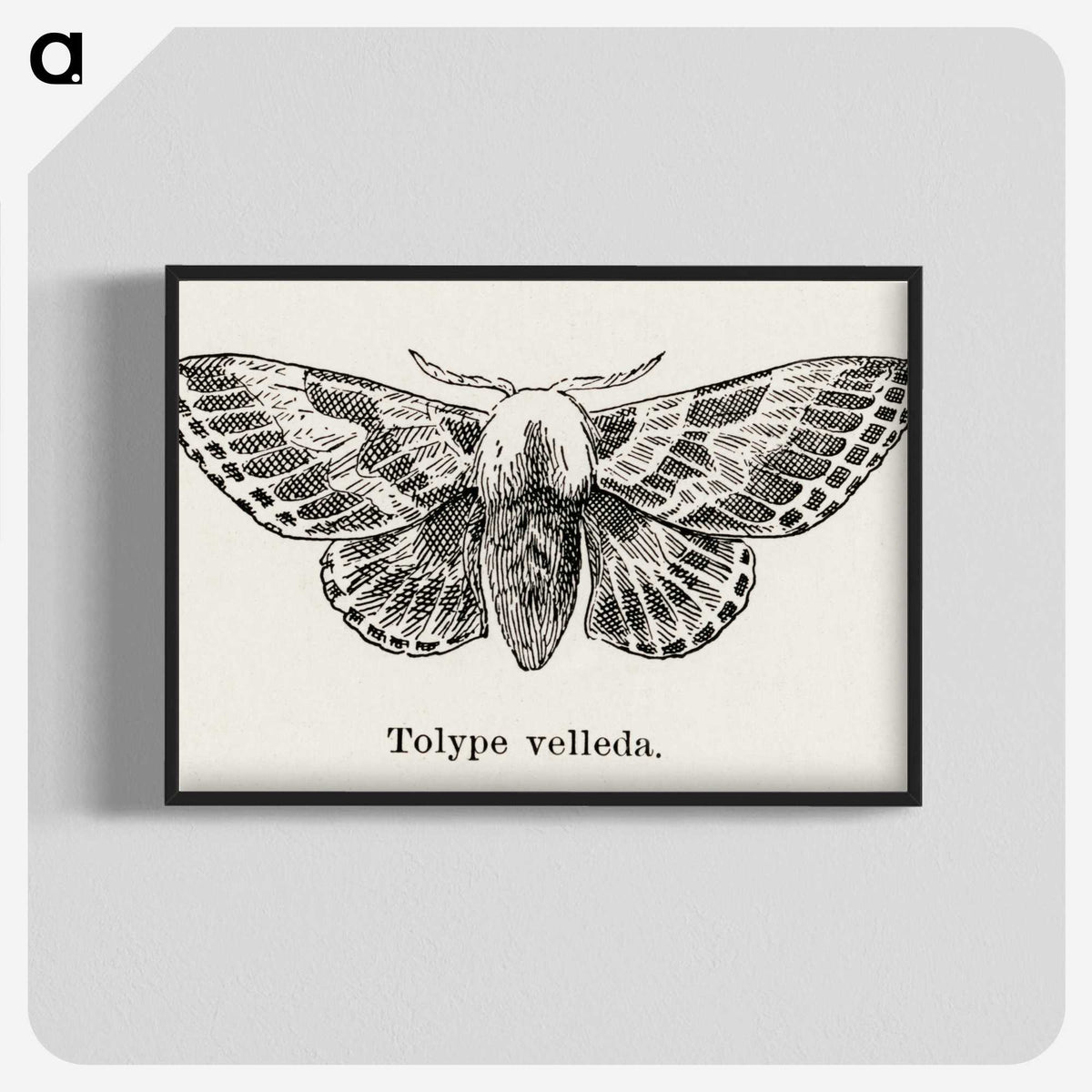 1-34_Moths-and-Butterflies-of-the-United-States_blk-crop