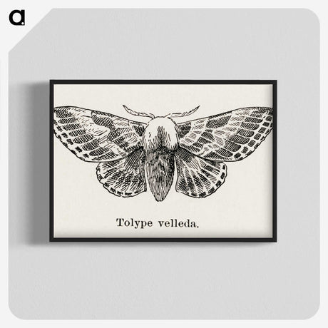 1-34_Moths-and-Butterflies-of-the-United-States_blk-crop