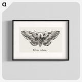 1-34_Moths-and-Butterflies-of-the-United-States_blk