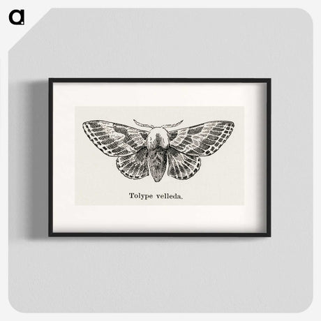 1-34_Moths-and-Butterflies-of-the-United-States_blk
