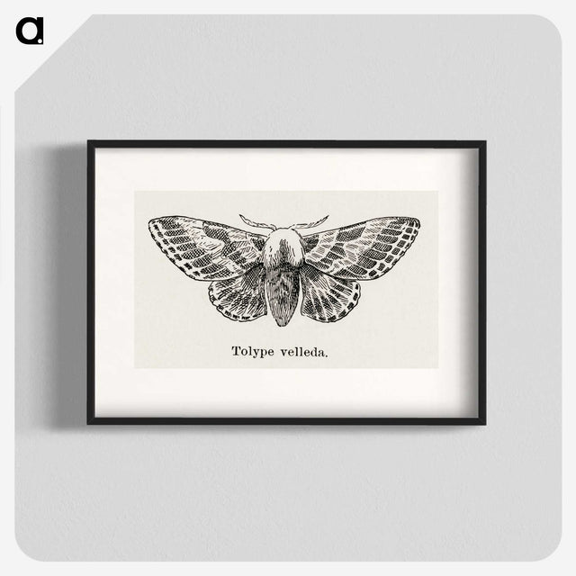 1-34_Moths-and-Butterflies-of-the-United-States_blk