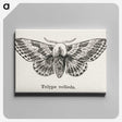 1-34_Moths-and-Butterflies-of-the-United-States_canvas