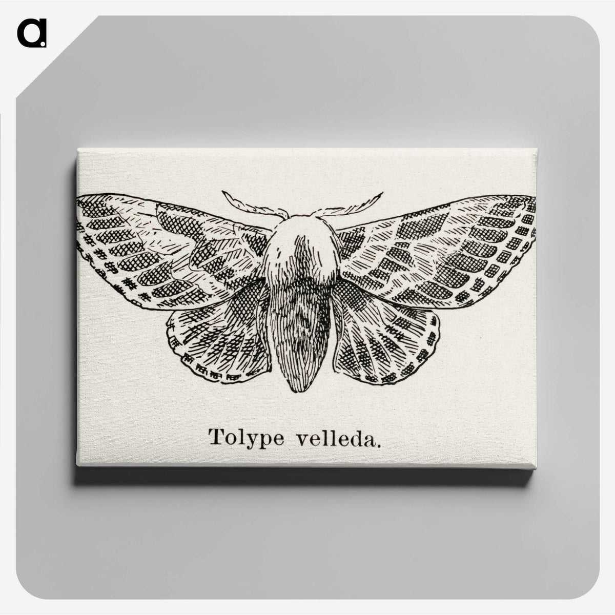 1-34_Moths-and-Butterflies-of-the-United-States_canvas