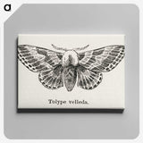 1-34_Moths-and-Butterflies-of-the-United-States_canvas