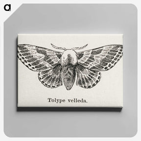 1-34_Moths-and-Butterflies-of-the-United-States_canvas