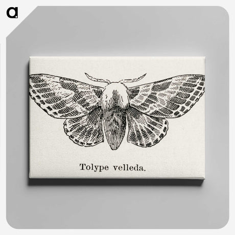 1-34_Moths-and-Butterflies-of-the-United-States_canvas