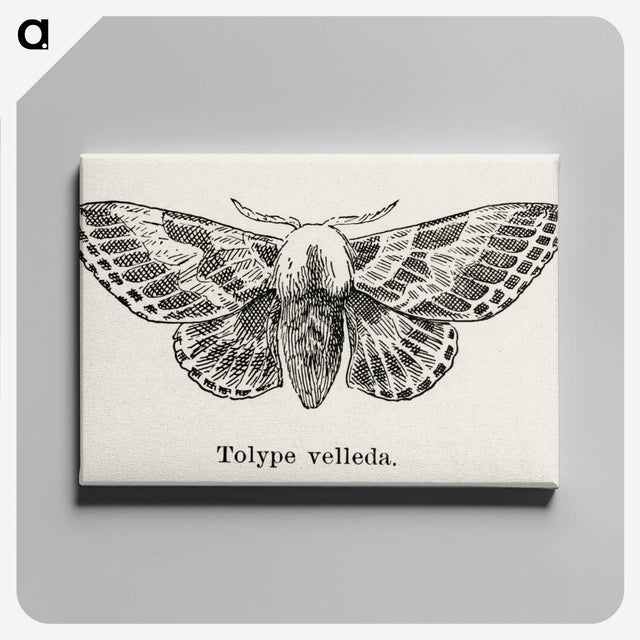 1-34_Moths-and-Butterflies-of-the-United-States_canvas