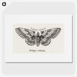 1-34_Moths-and-Butterflies-of-the-United-States_picture