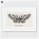 1-34_Moths-and-Butterflies-of-the-United-States_picture