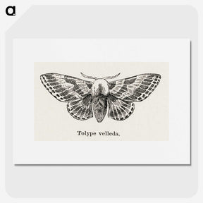 1-34_Moths-and-Butterflies-of-the-United-States_picture