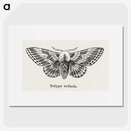 1-34_Moths-and-Butterflies-of-the-United-States_picture