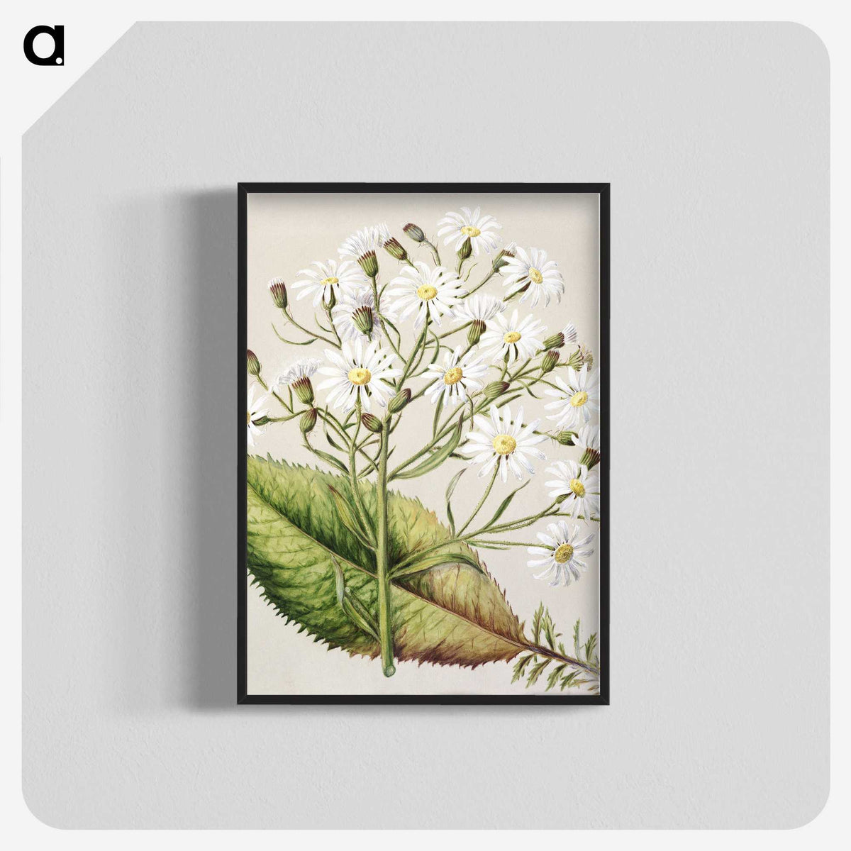 1-34_Native-Flowering-Plants-of-New-Zealand_blk-crop