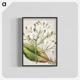 1-34_Native-Flowering-Plants-of-New-Zealand_blk-crop