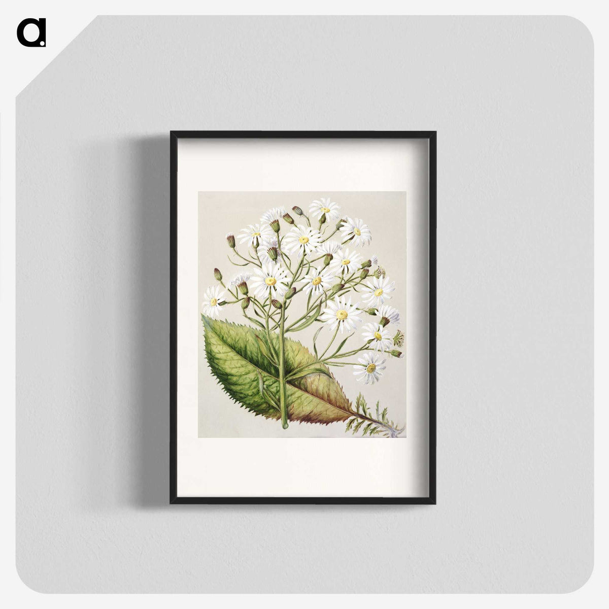 1-34_Native-Flowering-Plants-of-New-Zealand_blk