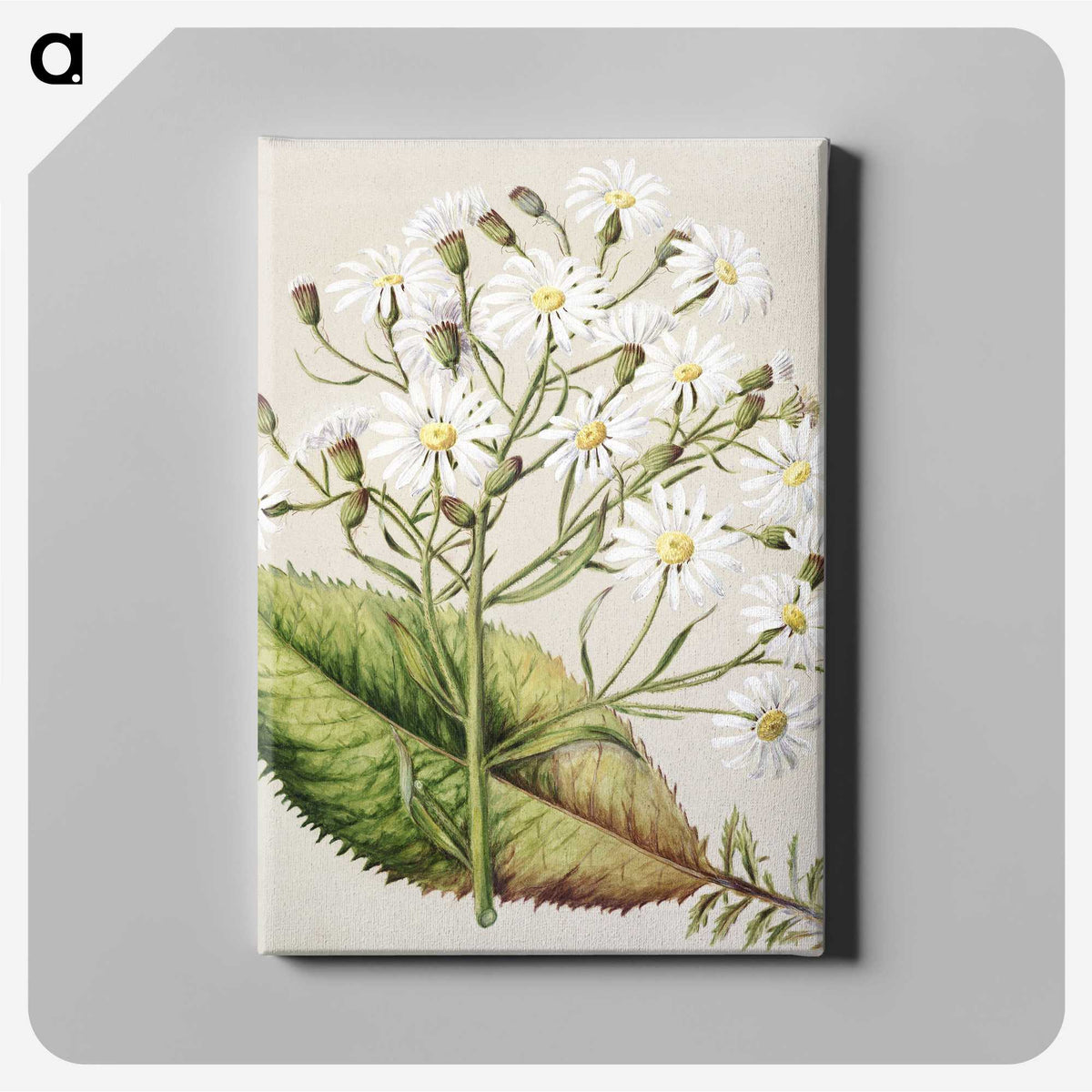 1-34_Native-Flowering-Plants-of-New-Zealand_canvas