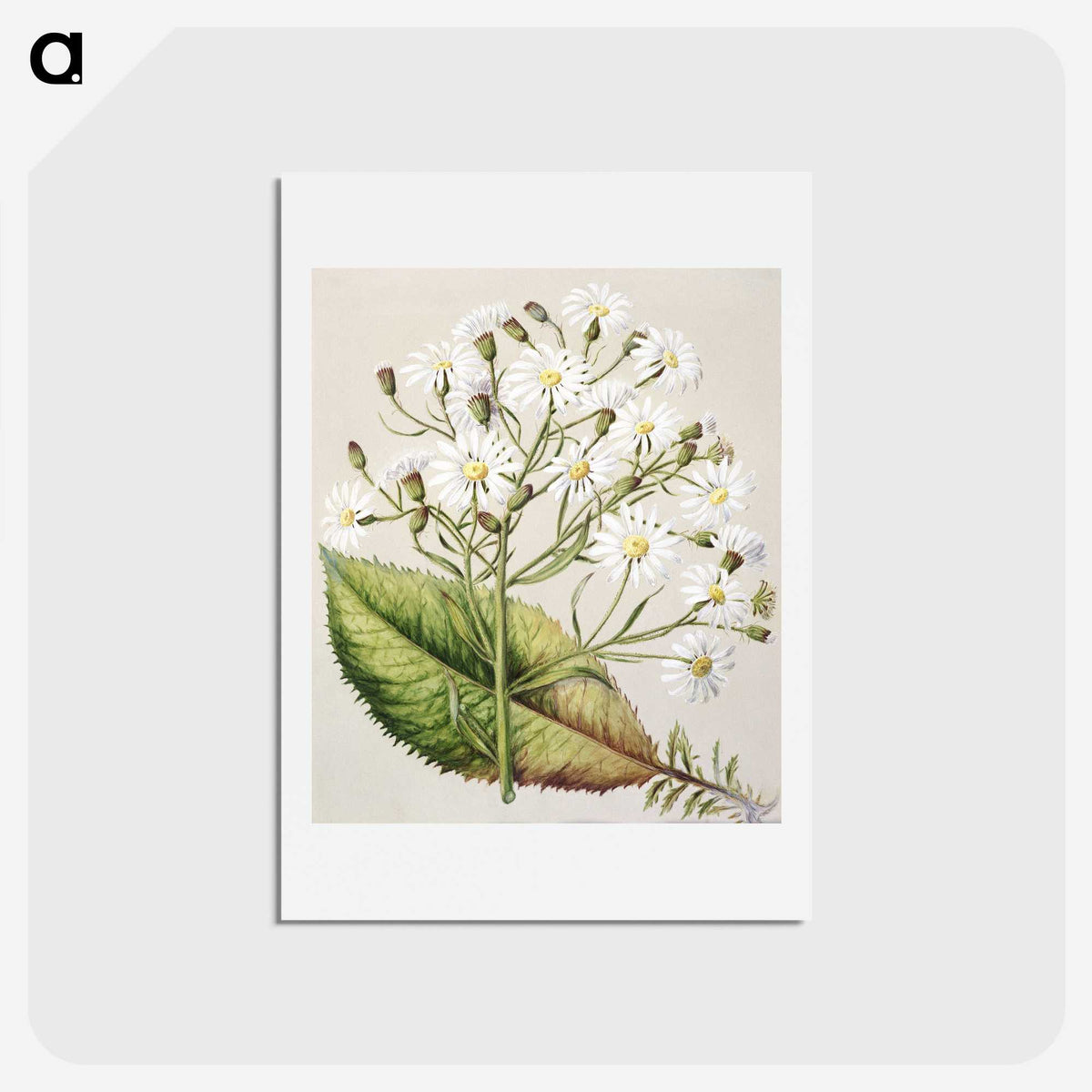 1-34_Native-Flowering-Plants-of-New-Zealand_hagaki