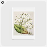 1-34_Native-Flowering-Plants-of-New-Zealand_hagaki