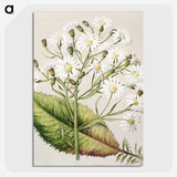 1-34_Native-Flowering-Plants-of-New-Zealand_picture-crop