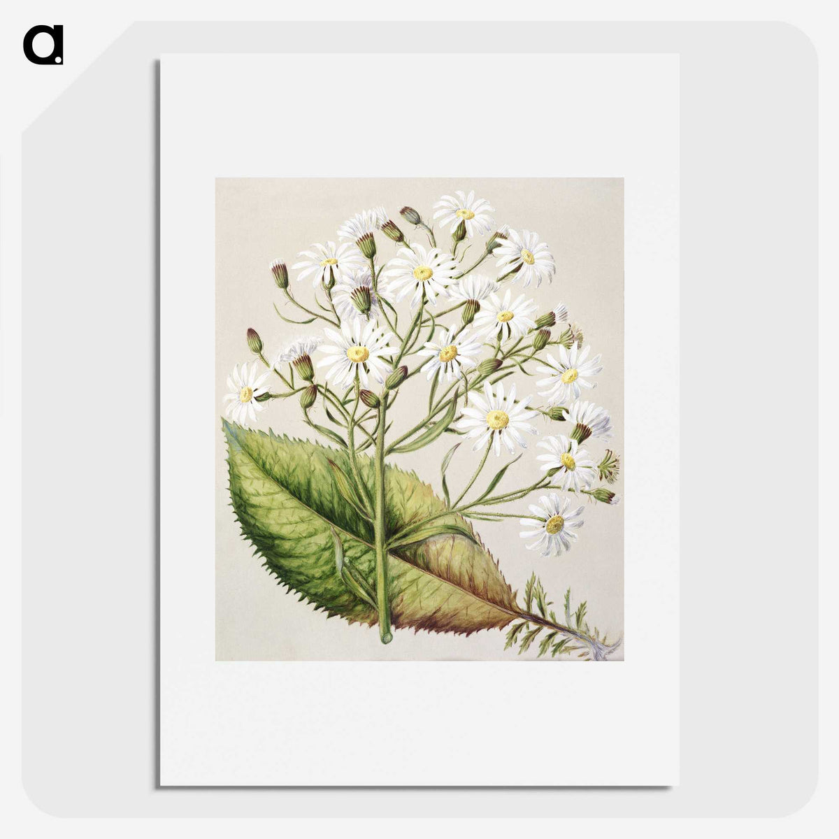 1-34_Native-Flowering-Plants-of-New-Zealand_picture
