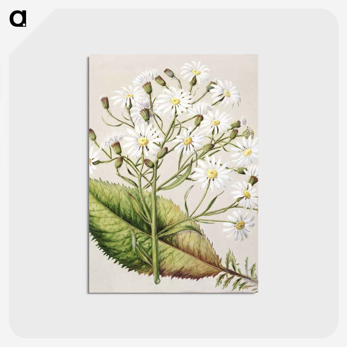 1-34_Native-Flowering-Plants-of-New-Zealand_postcard