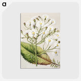 1-34_Native-Flowering-Plants-of-New-Zealand_postcard