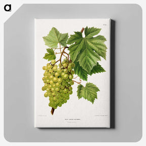 1-34_Nederlandsche-Flora-en-Pomona_canvas