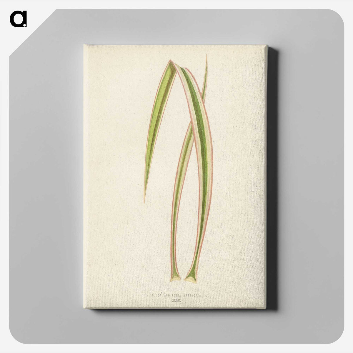 1-34_New-and-Rare-Beautiful-Leaved-Plants_canvas