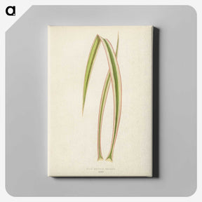 1-34_New-and-Rare-Beautiful-Leaved-Plants_canvas