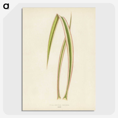 1-34_New-and-Rare-Beautiful-Leaved-Plants_picture-crop