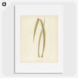 1-34_New-and-Rare-Beautiful-Leaved-Plants_picture