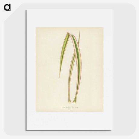 1-34_New-and-Rare-Beautiful-Leaved-Plants_picture