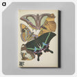 アートパネル-Vintage Butterflies
 - パピヨン Canvas.