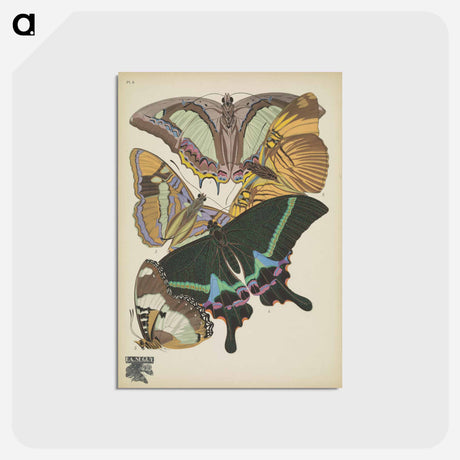 アートポストカード-Vintage Butterflies
 - パピヨン Postcard.