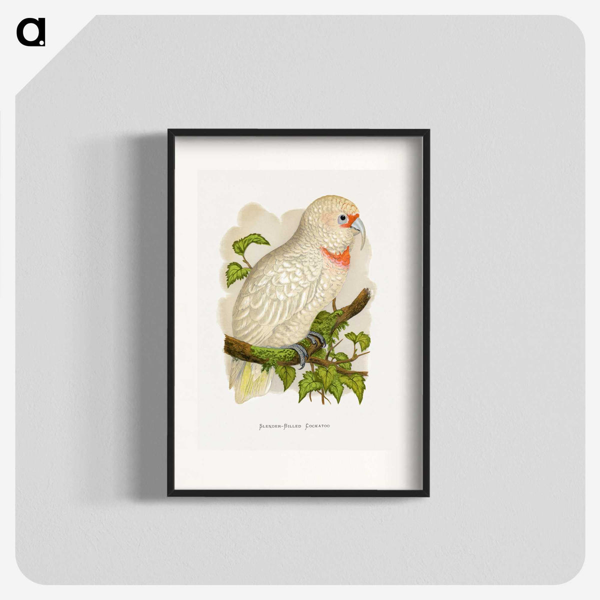 1-34_Parrots-in-Captivity_blk