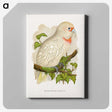1-34_Parrots-in-Captivity_canvas
