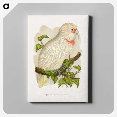 1-34_Parrots-in-Captivity_canvas