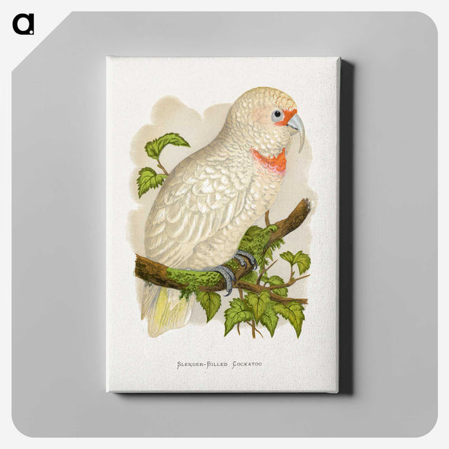 1-34_Parrots-in-Captivity_canvas