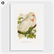 1-34_Parrots-in-Captivity_picture