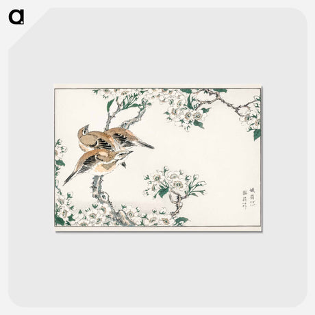 アートポストカード-Japanese Meadow Bunting and Pear Flower
 - 鳥類図鑑 Postcard.